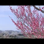 開園は３年ぶり！約８万本の梅が山の斜面を鮮やかに染める　和歌山県みなべ町「南部梅林」