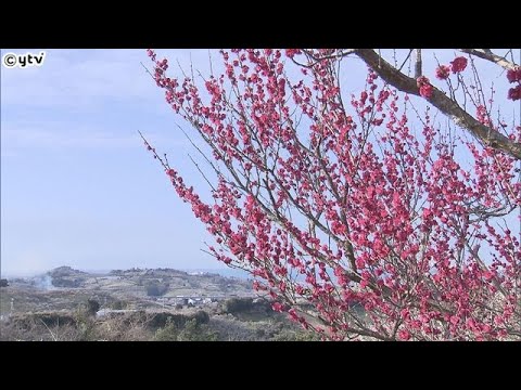 開園は３年ぶり！約８万本の梅が山の斜面を鮮やかに染める　和歌山県みなべ町「南部梅林」