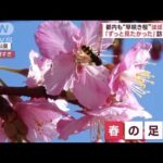 【春の彩り】早咲きの桜見ごろ…梅の絶景に、雪解け進む京都で癒し(2023年2月20日)