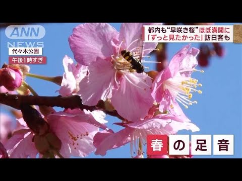 【春の彩り】早咲きの桜見ごろ…梅の絶景に、雪解け進む京都で癒し(2023年2月20日)