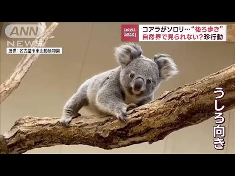 コアラの珍行動“後ろ歩き”動物園ならではの光景(2023年2月20日)