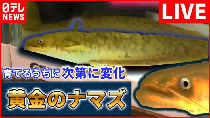 【バズニュース ライブ】“縁起がいい”　食堂に「黄金のナマズ」/珍しい深海魚…“リボンイワシ”撮影成功！　など　（日テレNEWS LIVE）