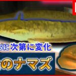 【バズニュース ライブ】“縁起がいい”　食堂に「黄金のナマズ」/珍しい深海魚…“リボンイワシ”撮影成功！　など　（日テレNEWS LIVE）