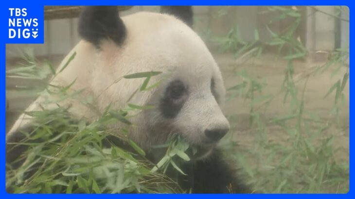 上野動物園パンダ「シャンシャン」が動物園を出発　夕方にも中国・四川省のパンダ保護研究センターへ｜TBS NEWS DIG