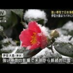 強い寒気で日本海側は大雪　伊豆大島ではツバキに雪(2023年2月21日)