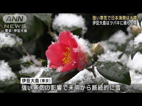 強い寒気で日本海側は大雪　伊豆大島ではツバキに雪(2023年2月21日)