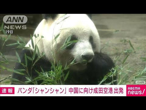 【速報】上野動物園のパンダ「シャンシャン」 中国に向けて成田空港を出発(2023年2月21日)