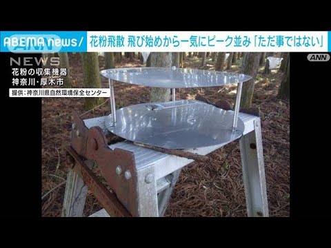 【独自】花粉飛散「飛び始めから一気にピーク並」神奈川県の研究員「ただ事ではない」(2023年2月21日)