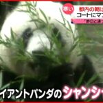 【シャンシャン】飛行機で中国へ　上野動物園・園長「“パンダ人生”は長い」活躍を願う