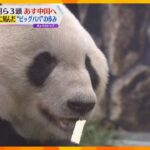 白浜パンダ「永明」中国へ　体の弱い幼少期から１６頭の子を持つパパに！ファンと飼育員２８年の思い