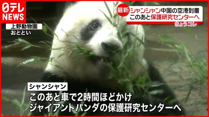 【最新】パンダのシャンシャン　四川省の空港に到着　約5時間半の長旅