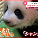 【最後のお見送り】パンダの「シャンシャン」旅立ち　成田空港にファン集結…