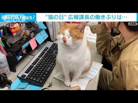 「さぁ撮りたまえ」　“猫の日”の広報課長でした(2023年2月22日)