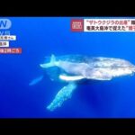 国内初“ザトウクジラの出産”を撮影　奄美大島沖で捉えた“親子の姿”(2023年2月22日)