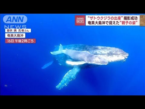 国内初“ザトウクジラの出産”を撮影　奄美大島沖で捉えた“親子の姿”(2023年2月22日)