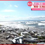 【イワシ】海岸に打ち上げ…北海道・青森・新潟で相次ぐ　原因は”水温の低下”か