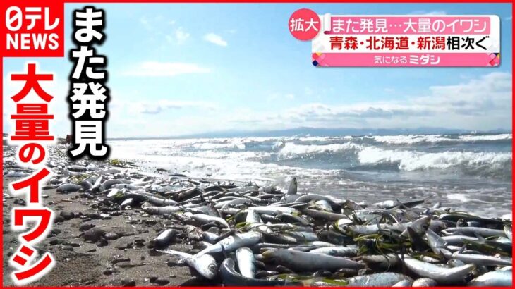 【イワシ】海岸に打ち上げ…北海道・青森・新潟で相次ぐ　原因は”水温の低下”か