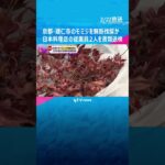 京都・建仁寺のモミジを無断伐採か　日本料理店の従業員２人を書類送検　店の料理の飾りに使うためか #shorts #読売テレビニュース