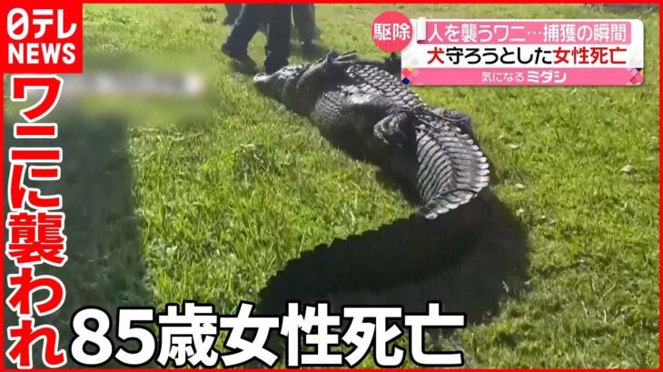 【アメリカ】散歩中の犬を守ろうとし…ワニに襲われ女性が死亡　フロリダ州