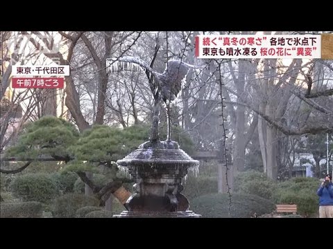 続く“真冬の寒さ”各地で氷点下　早咲き桜に異変…梅の名所に外国人殺到(2023年2月22日)