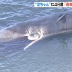 淀川で死んだマッコウクジラ淀ちゃんは「４６歳」死因が“寿命ではない”ことは判明（2023年2月23日）