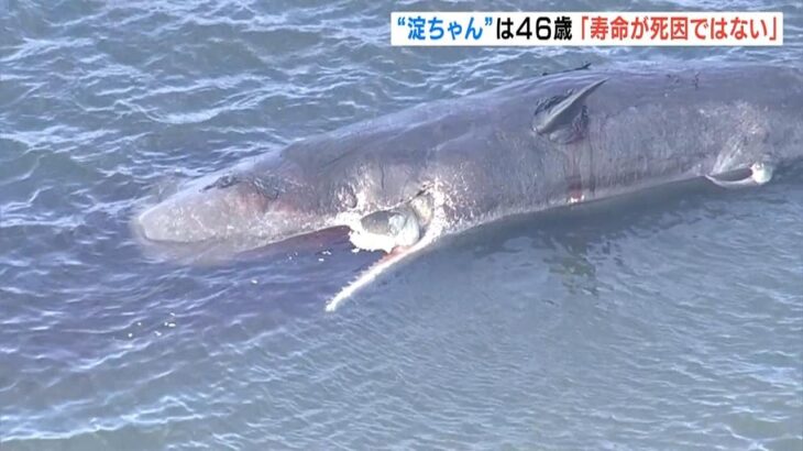 淀川で死んだマッコウクジラ淀ちゃんは「４６歳」死因が“寿命ではない”ことは判明（2023年2月23日）