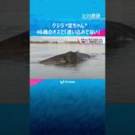淀川河口付近で死んだクジラ“淀ちゃん”　４６歳のオスで完全に成熟し、迷子ではない　専門家調査#shorts #読売テレビニュース