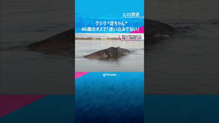 淀川河口付近で死んだクジラ“淀ちゃん”　４６歳のオスで完全に成熟し、迷子ではない　専門家調査#shorts #読売テレビニュース