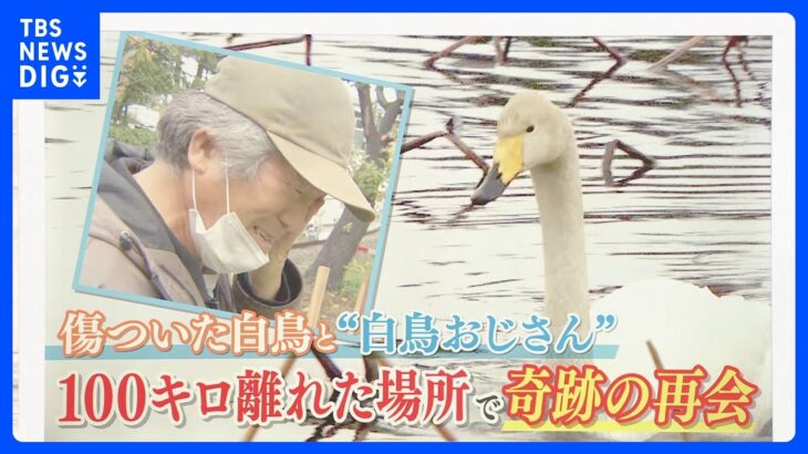 「また来るよ 元気でおられ」傷ついた白鳥見守る“白鳥おじさん” 100キロ離れた場所で奇跡の再会【ゲキ推しさん】｜TBS NEWS DIG