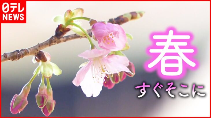 【春】河津桜＆早掘りタケノコ！華やぐ季節すぐそこに　愛媛　NNNセレクション