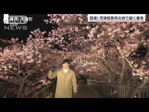 【依田司】静岡・河津町　早咲き“河津桜”　特別ライトアップ(2023年2月25日)