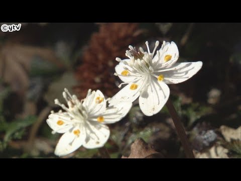 春告げるバイカオウレン咲く　六甲山