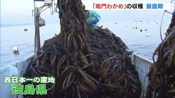 噛めば噛むほどほのかに甘く　特産「鳴門わかめ」の収穫が最盛期　徳島・鳴門市（2023年2月26日）