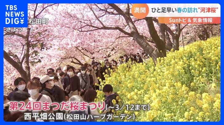 今が見頃！早咲きの河津桜　晴れた日には富士山とのコラボレーションも【SUNトピ】｜TBS NEWS DIG
