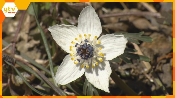 春の訪れ告げるセツブンソウの花が見ごろ　滋賀県の伊吹山麓　小さく可憐な花で準絶滅危惧種に指定