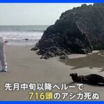 ペルーで鳥インフルエンザが拡大　アシカまで死亡｜TBS NEWS DIG