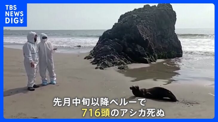 ペルーで鳥インフルエンザが拡大　アシカまで死亡｜TBS NEWS DIG