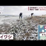 大量のイワシ漂着　死骸で商品にならず漁にも悪影響　青森の街が困惑(2023年2月27日)