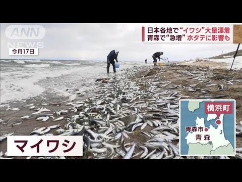 大量のイワシ漂着　死骸で商品にならず漁にも悪影響　青森の街が困惑(2023年2月27日)