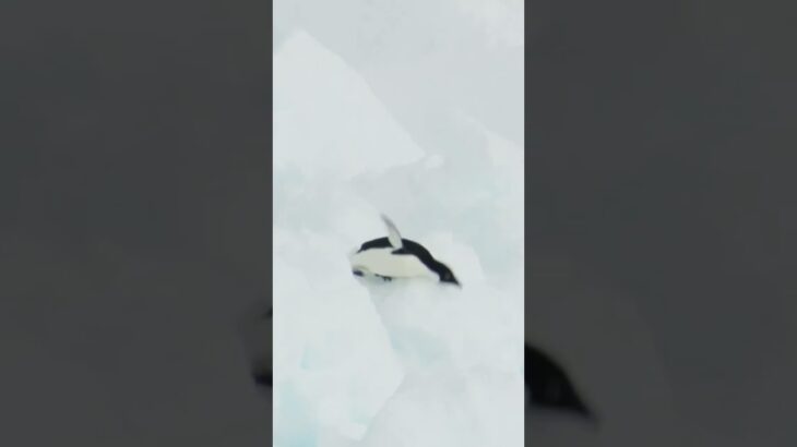 南極のアデリーペンギンたちにピンチ！難所を越えられるのか！？【南極観測隊に密着】#shorts