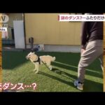 社交ダンス？　柴犬ハクくん＆飼い主さんのコンビネーション(2023年2月28日)