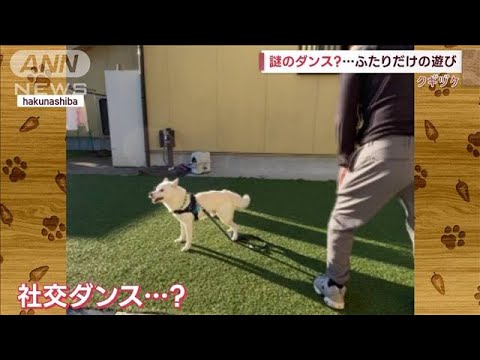 社交ダンス？　柴犬ハクくん＆飼い主さんのコンビネーション(2023年2月28日)