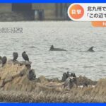 「この辺で生活している？」 福岡・北九州市で5頭ほどのイルカの姿｜TBS NEWS DIG