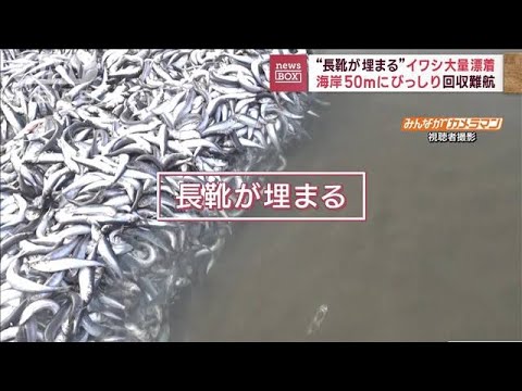 海岸50mにびっしり…イワシ漂着「長靴が埋まる」原因は？(2023年2月8日)