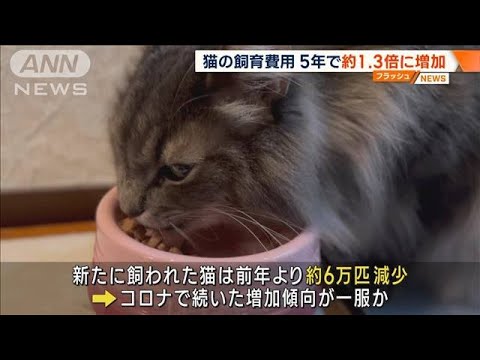 猫の飼育費用　5年で約1.3倍に増加　餌の高級化や物価高 背景に(2023年2月22日)