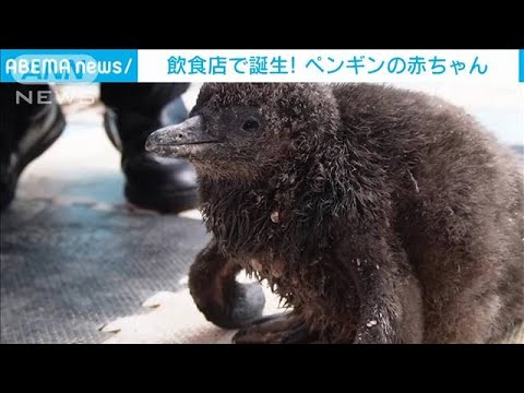 なんと飲食店で赤ちゃんペンギン誕生！実は6羽目(2023年2月6日)