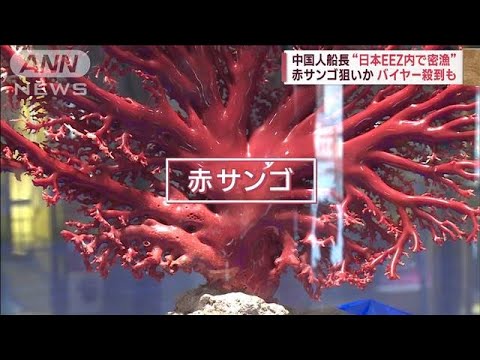 中国人船長、日本のEEZ内で密漁か　狙いは「海の宝石」赤サンゴ？中国で人気のワケ　(2023年2月23日)