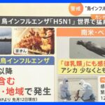 “鳥インフル”「H5N1型」が猛威　ヒトからヒトへの感染リスクは？【解説】｜TBS NEWS DIG