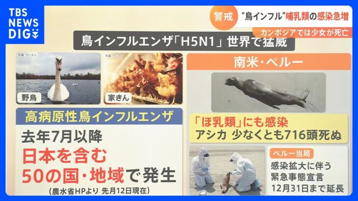 “鳥インフル”「H5N1型」が猛威　ヒトからヒトへの感染リスクは？【解説】｜TBS NEWS DIG