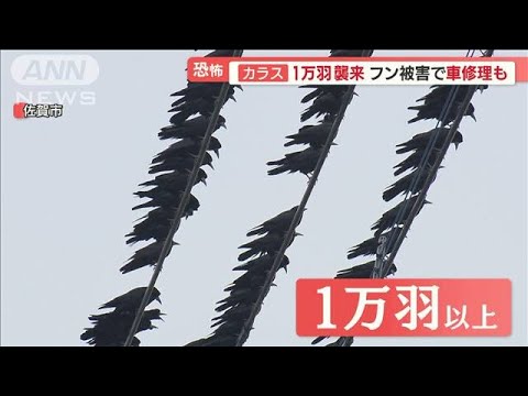 市街地に“カラス大群1万羽”　住民悲鳴…秘策「だまくらカラス」で“半分ほど減少”【羽鳥慎一 モーニングショー】(2023年3月3日)